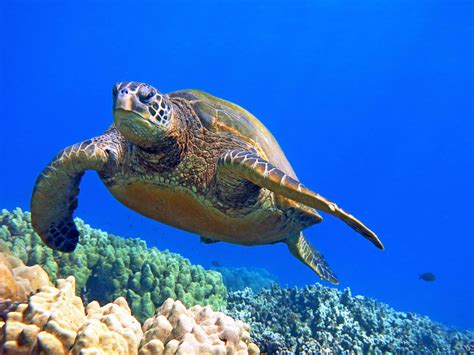 Explore Maui's Underwater Paradise for Less with a Magic Snorkel Discount
